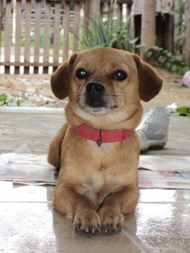 su lindo nombre es rex.................es de raza pequeña
